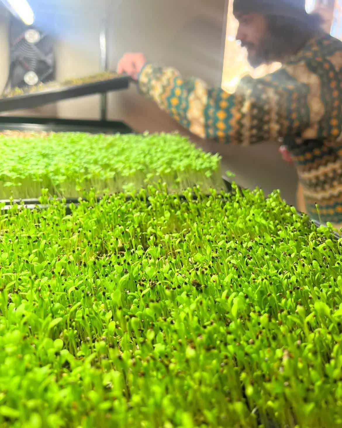 Dense trays of bright green microgreens in the foreground, with Greg slightly out of focus behind them, reaching into a grow rack