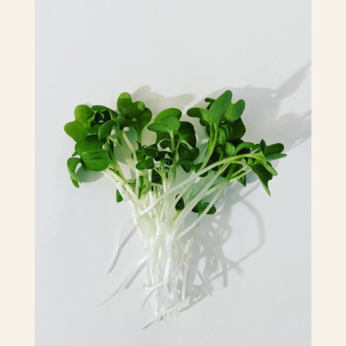 A small bunch of wasabi microgreens with green leaves and white stems on a cream background